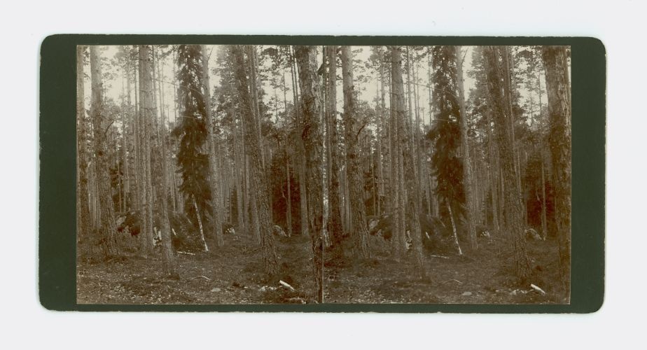I'm telling you. Pay Forests