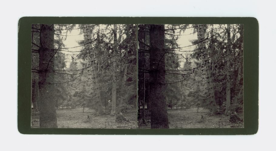 I'm telling you. Pay Forests