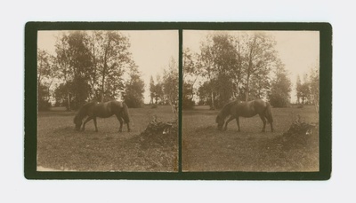 I'm telling you. Heinlands from the village on the eve  duplicate photo