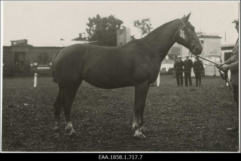 Hobune nr 36 koos hooldajaga põllumajanduslikul näitusel