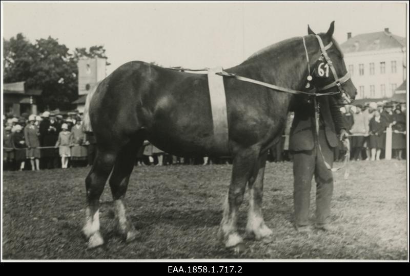 Hobune nr 61 koos hooldajaga põllumajanduslikul näitusel