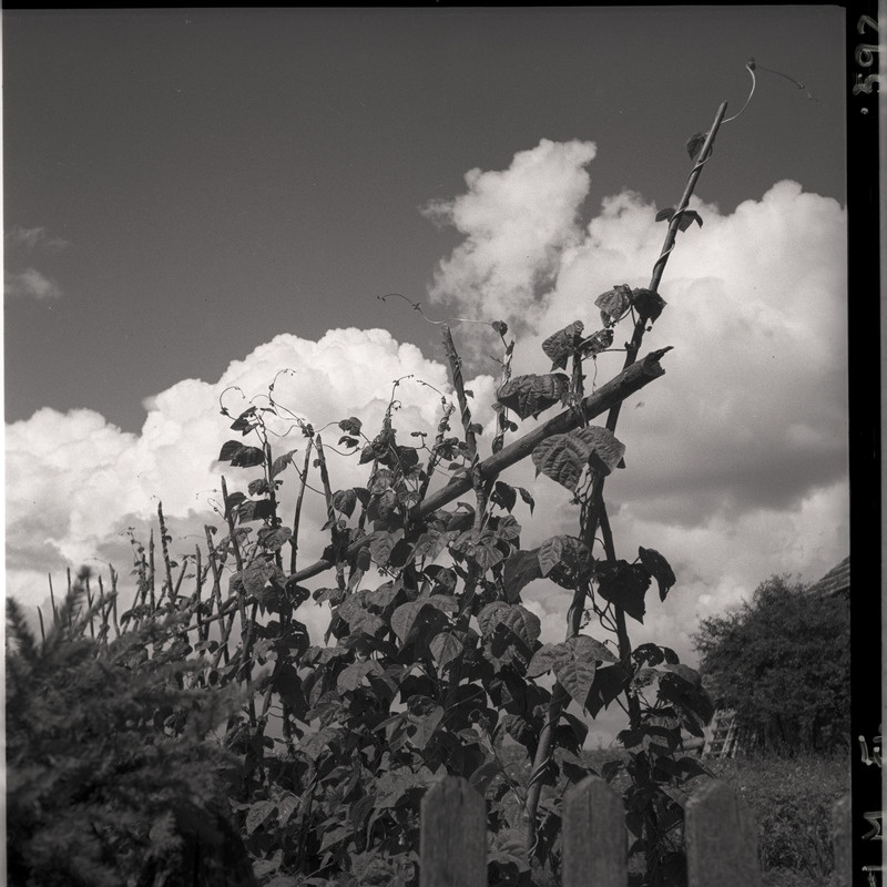 Kõlu talu, oataimed