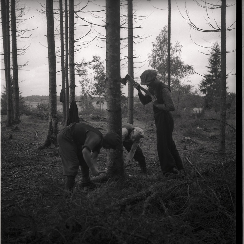 Metsatöö - mehed metsas puu ümber töötamas