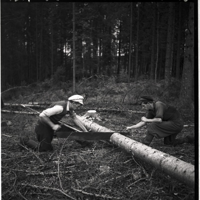 Metsatöö - mehed saagimas langetatud puud  similar photo