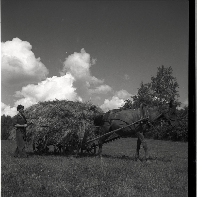 Kõlu talu, mees vankri kõrval juhtimas heinakoormat vedavat hobust