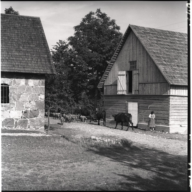 Kõlu talu, lehmad hoonete vahel