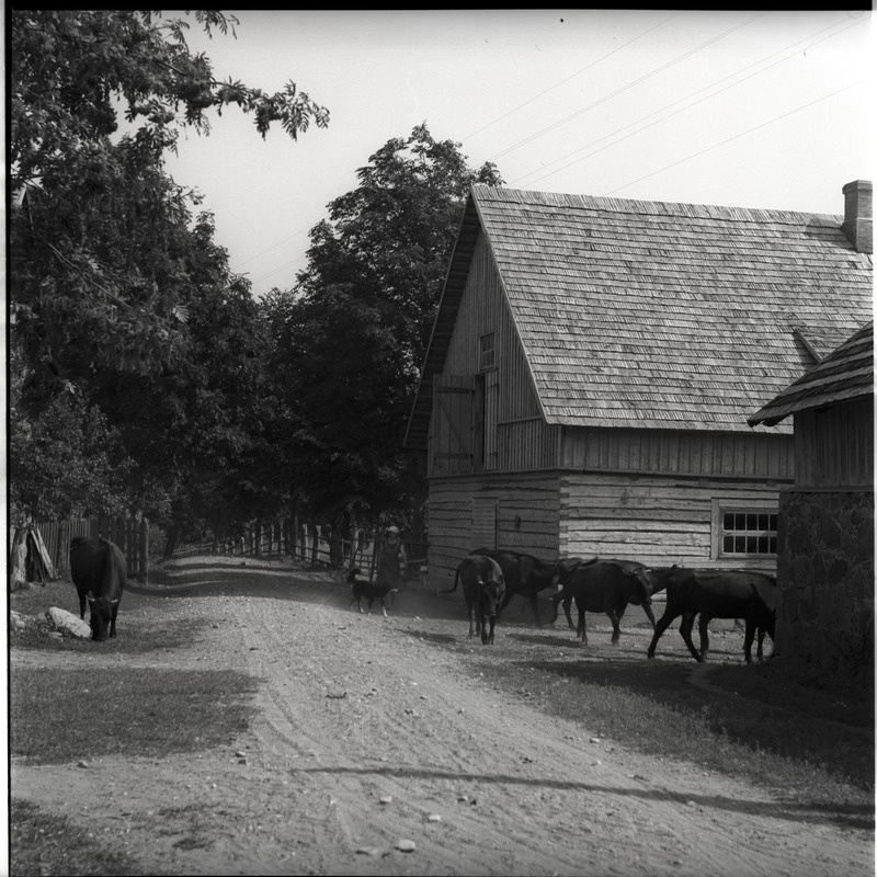 Kõlu talu, lehmad hoonete vahel