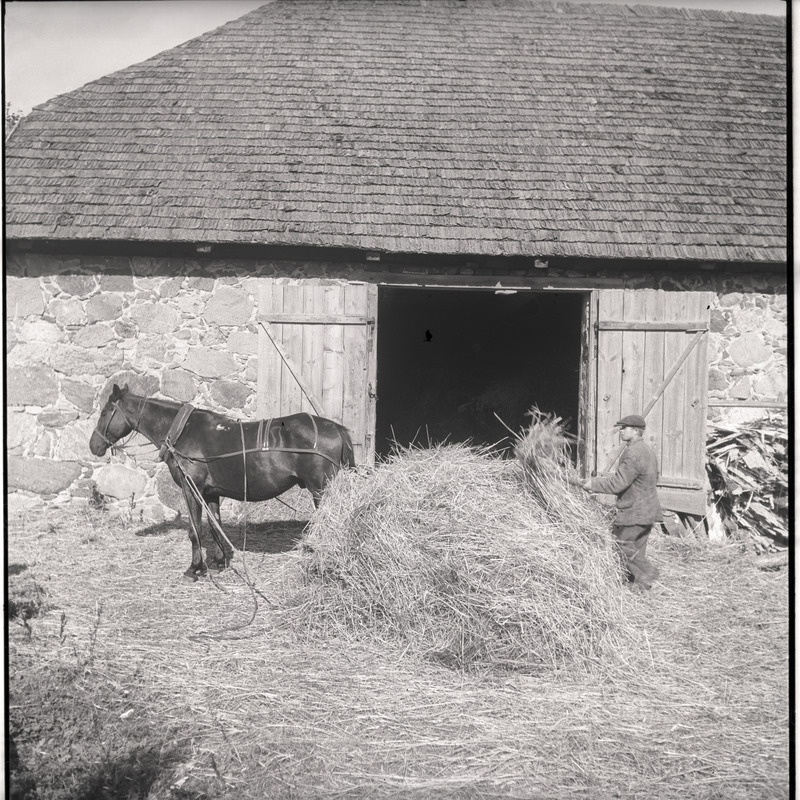 Kõlu talu, mees hobusega heinakoorma kõrval