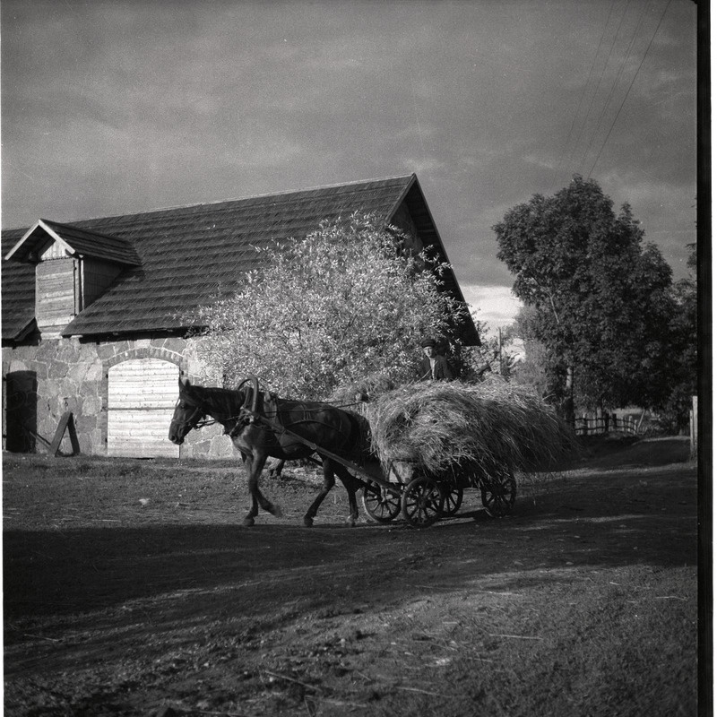 Kõlu talu, mees hobusega kuhja vedamas