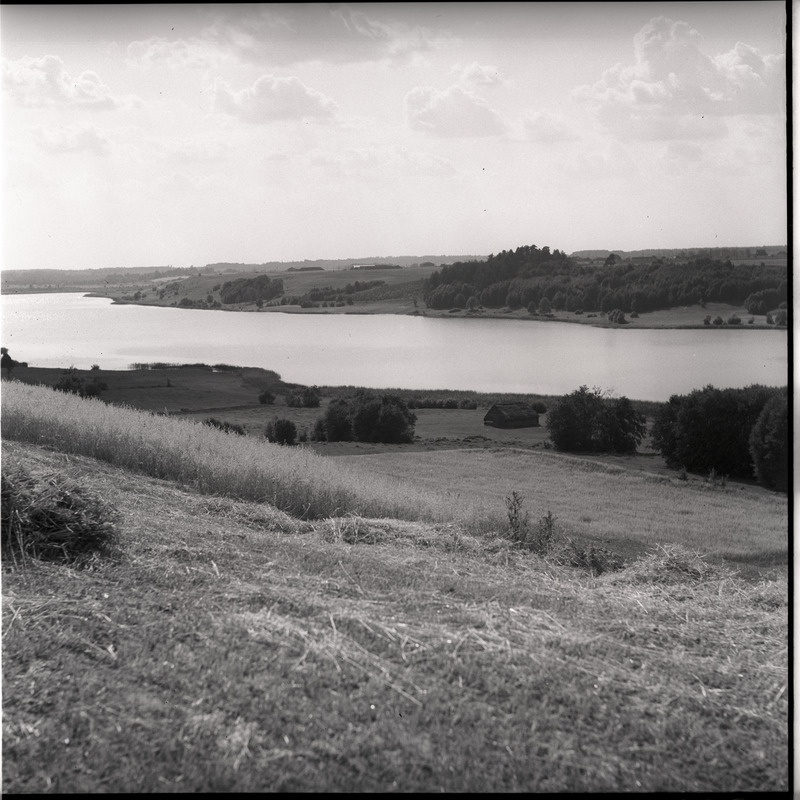 Viljalõikus põllul Viljandi järve ääres