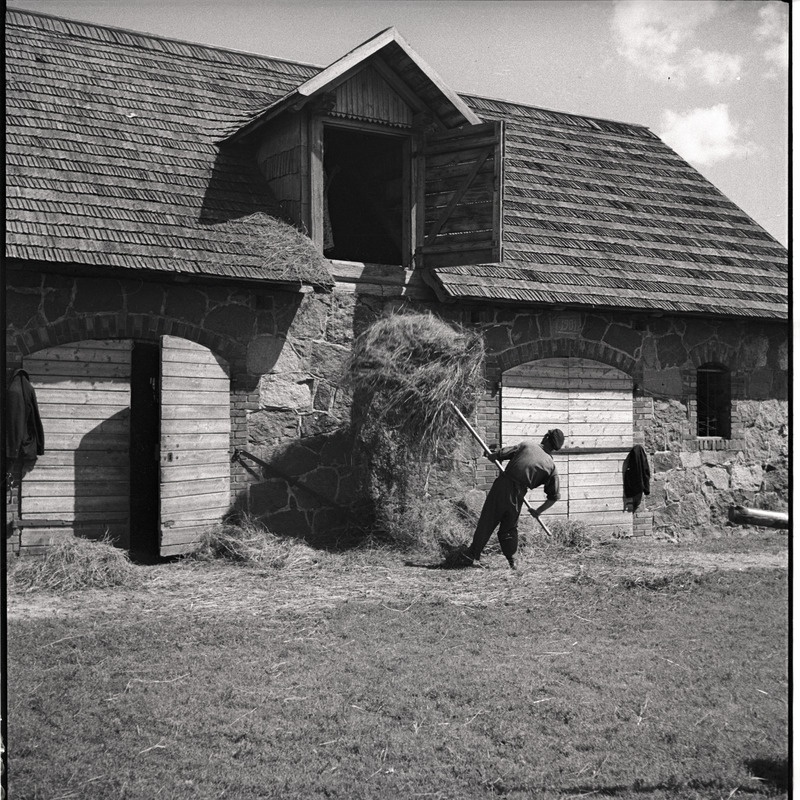 Kõlu talu, mees tõstmas vilja lakka