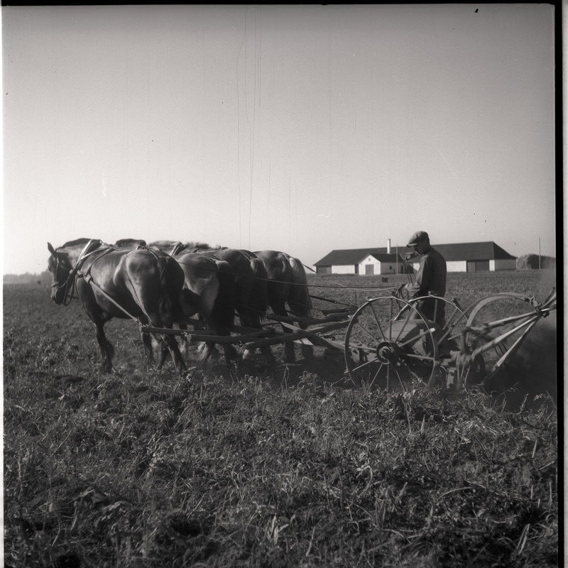 Vaeküla, kartulivõtt - mees hobustega kartulivagusid lahti kündmas
