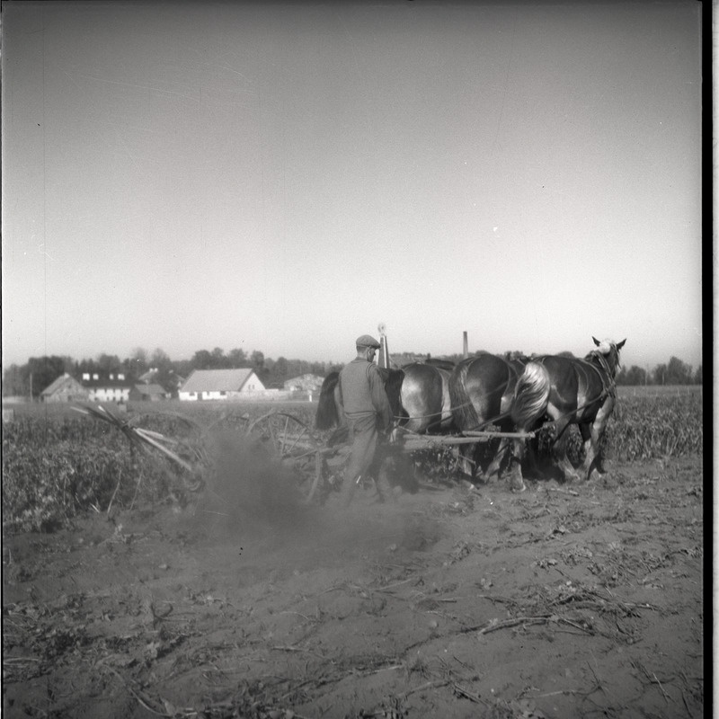 Vaeküla, kartulivõtt - mees hobustega kartulivagusid lahti kündmas