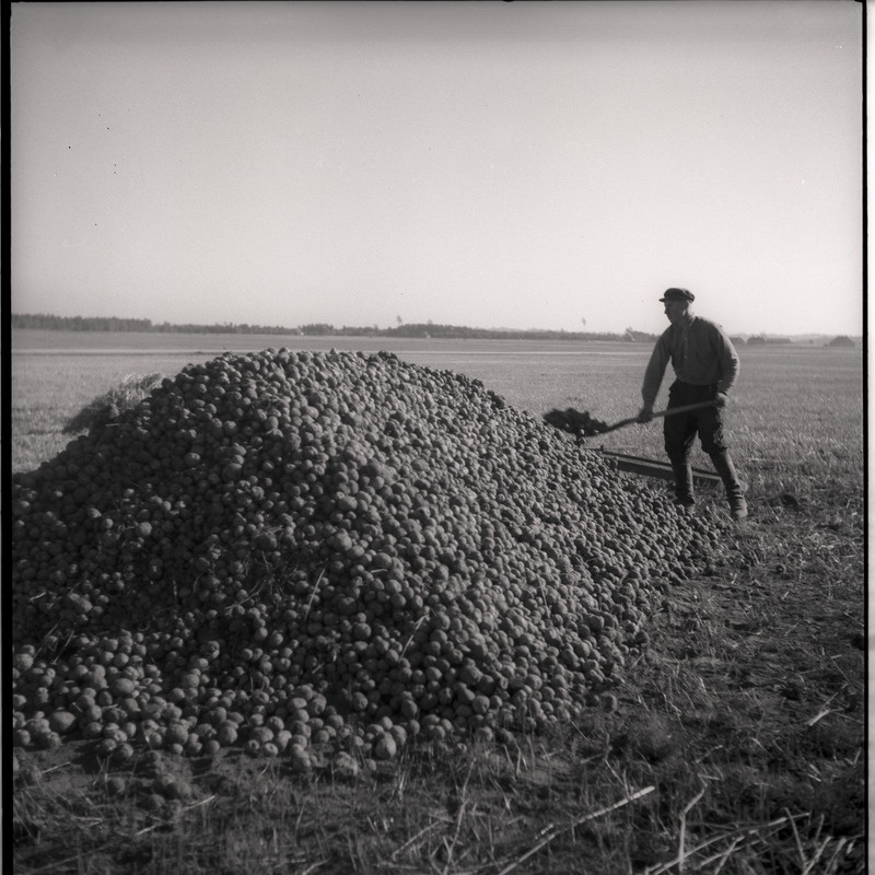 Vaeküla, kartulivõtt - mees labidaga kartulikuhja juures
