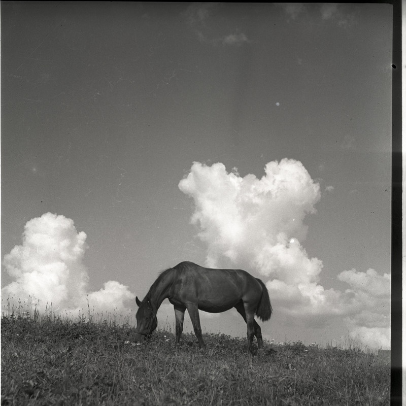 Hobune väljal söömas