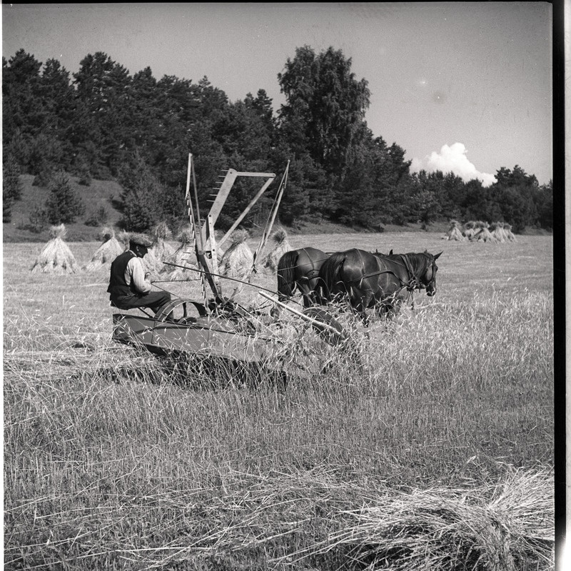 Viljalõikus - mees hobuniidukiga vilja lõikamas