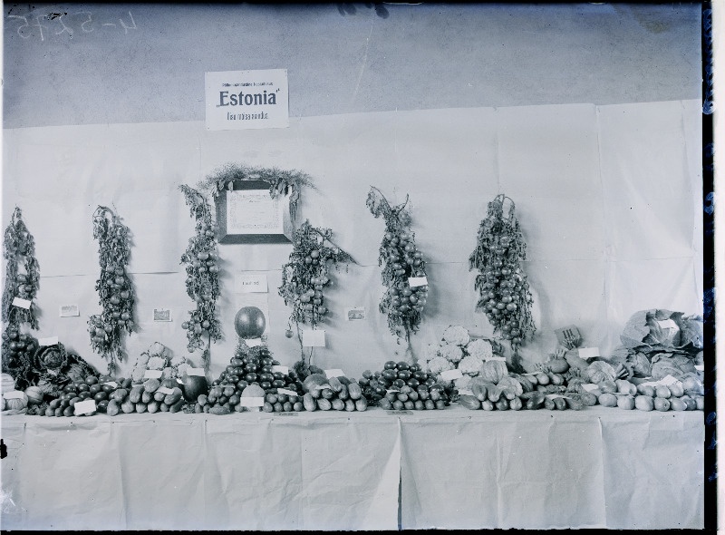 Põllumajanduslikule keskühisusele Estonia kuulunud Õisu mõisa aiasaaduste väljapanekud Viljandi Eesti Põllumeeste Seltsi näitusel.