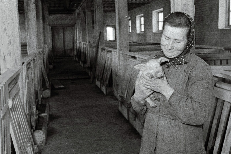 Kose rajooni J. Stalini nimelise kolhoosi seatalitaja Helmi Heinsalu.