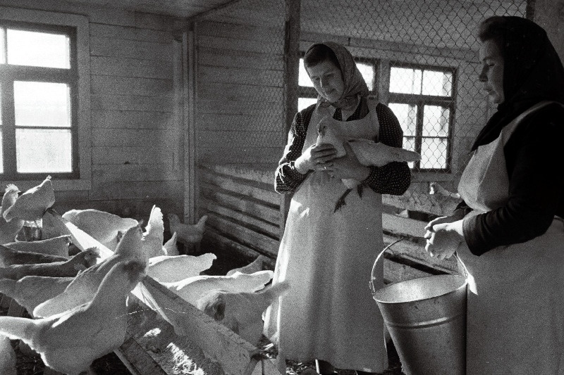 Kose rajooni Lauristini nimelise kolhoosi kanatalitaja (vasakul) E. Aljas ja F. Matvei uues kanalas.