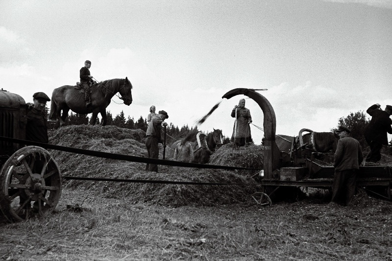 Virnsilo valmistamine Väike-Maarja rajooni Kiire kolhoosis.