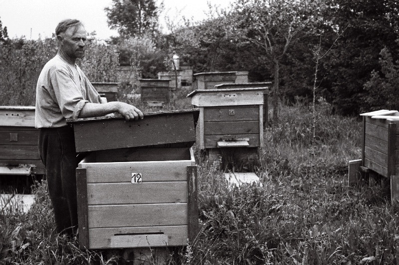 Kose rajooni Külvaja kolhoosi mesinik August Samblik mesilas töötamas.