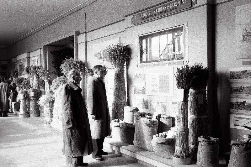 Paide rajooni Udeva sovhoosi Türi rajooni Stalini nimelise kolhoosi, Vändra Veisekasvatuse Katsejaama ja Kose rajooni Edu kolhoosi väljapanekud vabariiklikul põllumajandusnäitusel Tallinna Kunstihoones.