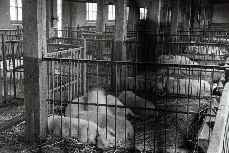 Kiviõli rajooni Ühisjõu kolhoosi uus sigala.