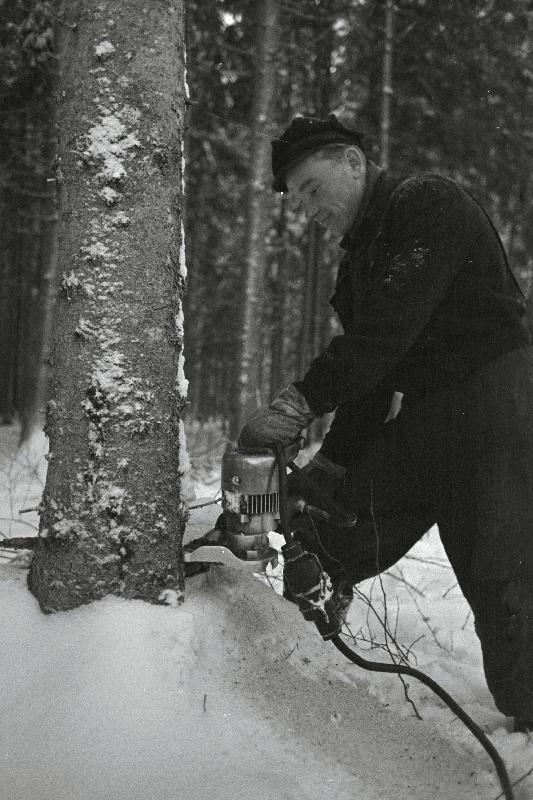 Tallinna Metsatööstuskeskuse Paide metsapunkti langetaja Lembit Kivistik.
