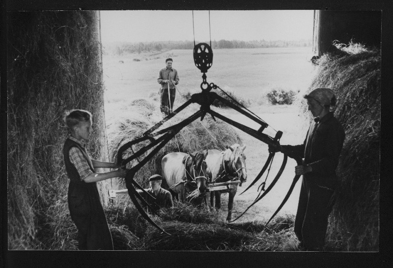 Heinte mehaniseeritud küüni paigutamine Harju rajooni Saida sovhoosis.