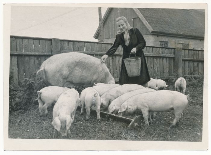 Foto. Hiiumaa raj "Komnoore" kolhoosi seatalitaja L. Proos farmis töötamas. 1953. Foto J. Vatser.