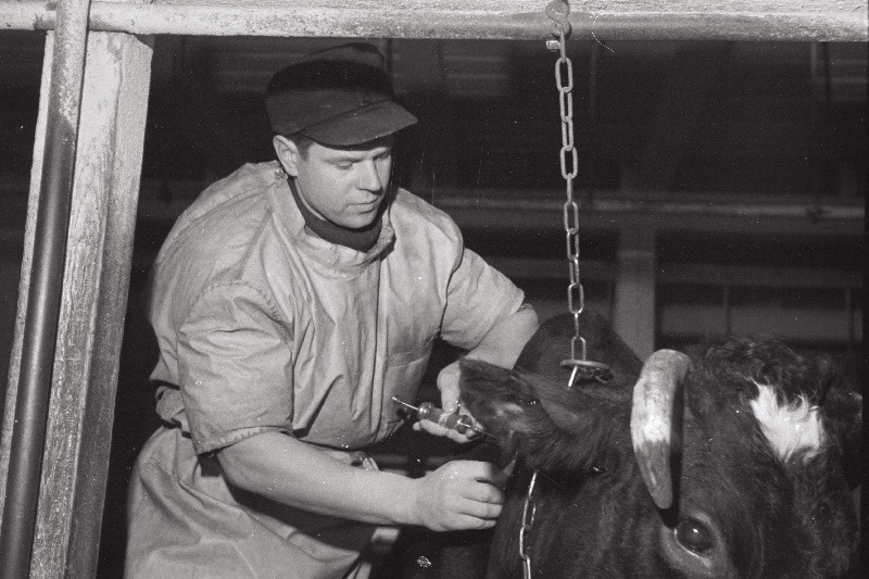 Harju rajooni V.I. Lenini nimelise kolhoosi veterinaararst Tiit Truumaa.
