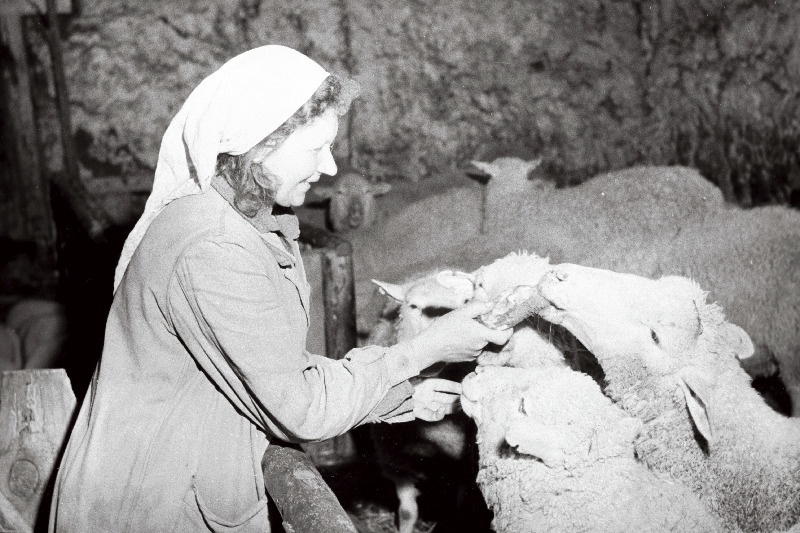 Tartu rajooni Vellavere kolhoosi lambatalitaja L. Tuul.