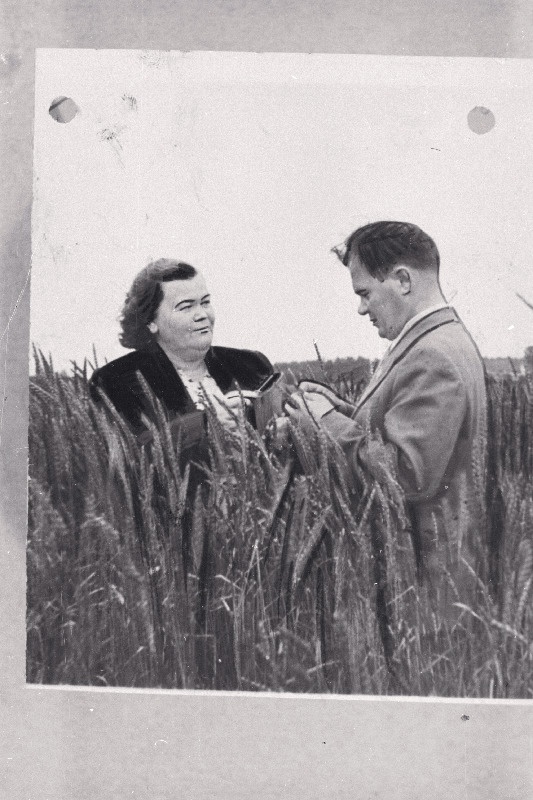 Läti NSV Cesise rajooni Darba Karogs kolhoosi esimees Niina Namavia Anija Edasi kolhoosi esimehe, sotsialistliku töö kangelase Artur Sarapiga Anija Edasi kolhoosi nisupõllul.