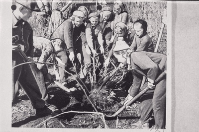 Aravete 7-klassilise kooli 5. klassi pioneerid Kaardiväelase kolhoosi aiandit korrastamas.  duplicate photo