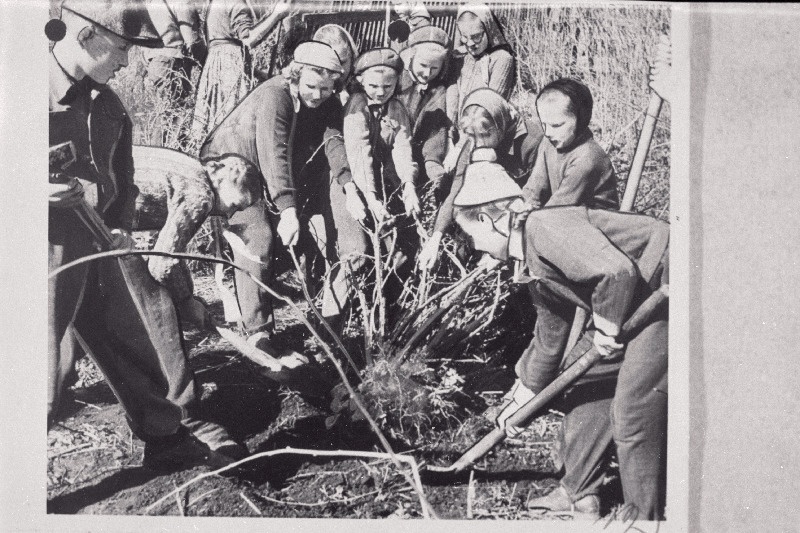 Aravete 7-klassilise kooli 5. klassi pioneerid Kaardiväelase kolhoosi aiandit korrastamas.