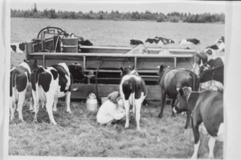 Uus lüpsiagregaat Paide rajooni Stalini nimelises kolhoosis.