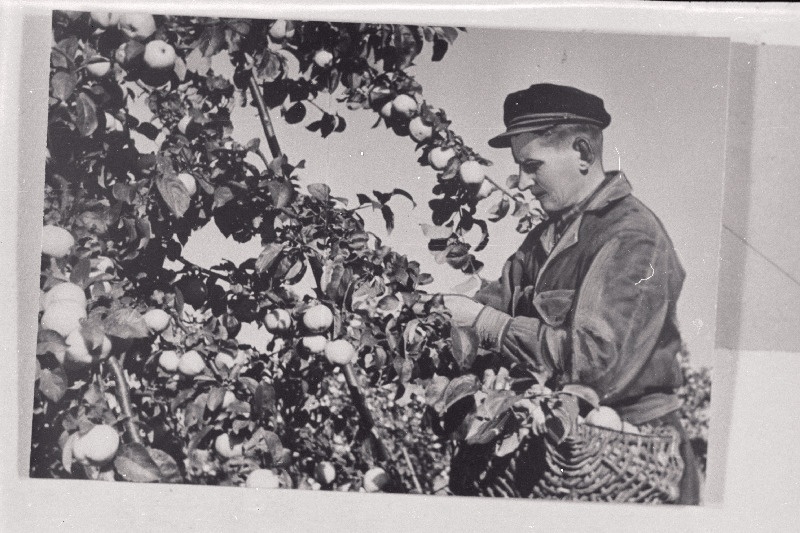 Lahmuse aiandussovhoosi vanemaednik U. Saabel sai 1956.a. üleliidulisel põllumajandusnäitusel hõbemedali noorte aedade rajamise ja hooldamise eest.