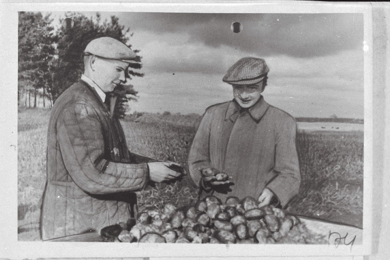 Tapa rajooni Viktor Kingissepa nimelise kolhoosi esimees Alar Ainumäe (paremal)  ja kolhoosnik Päärn Roostalu kartulisaaki hindamas.