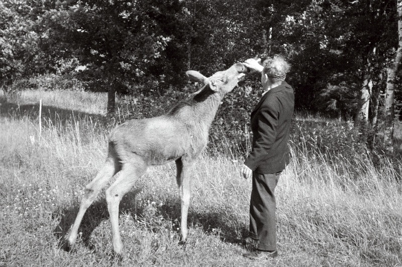 Rakvere Jahindusklubi poolt rajatud ulukite pargis Mustjärve lähedal hooldaja Gustav Kajandi neljakuist põdravasikat Bembit söötmas.