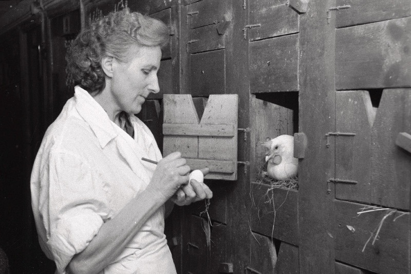 Kurtna Linnukasvatuse Katsejaama linnutalitaja Anette Randlepp - NSV Liidu Rahvamajanduse Saavutuste Näituse medali omanik.