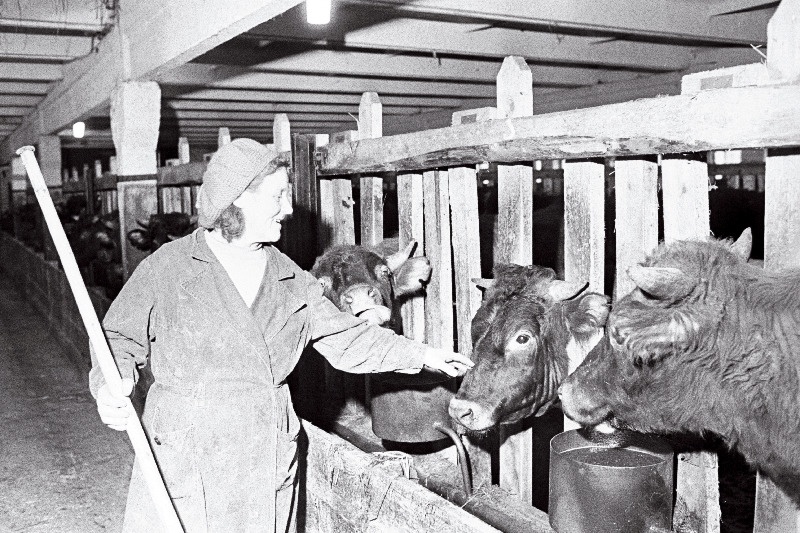 „Sädeme“ sovhoosi Kargussaare nuumpullilauda talitaja Helmi Lind oma hoolealustega.