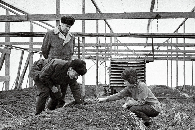 Saue Köögiviljakasvatuse näidissovhoosi vanemagronoomid Laine Vihermets (paremalt) ja Ago Hiiop ning Aianduse Peavalitsuse juhataja asetäitja Gundo Roosve pinnase temperatuuri mõõtmas.