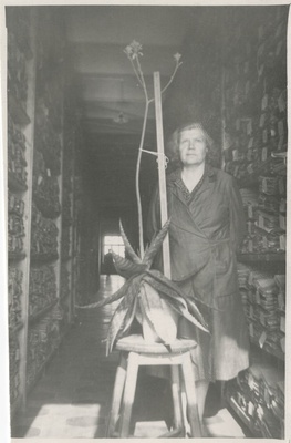 B. Labi ENSV Riikliku Ajaloo Keskarhiivi koridor-hoidlas demonstreerimas õitsva kaktuse varre pikkust (udune foto)  similar photo
