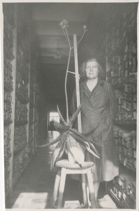 B. Labi ENSV Riikliku Ajaloo Keskarhiivi koridor-hoidlas demonstreerimas õitsva kaktuse varre pikkust (udune foto)