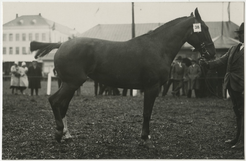 Hobune nr 38 Tartus näitusel