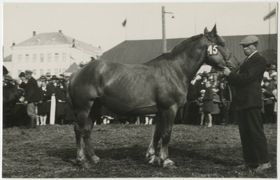 Hobune nr 45 Tartus näitusel koos hooldajaga  duplicate photo