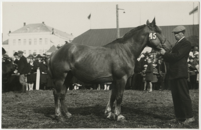 Hobune nr 45 Tartus näitusel koos hooldajaga