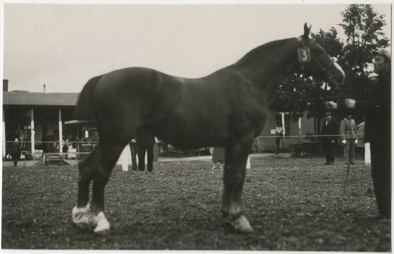 Hobune nr 3 koos hooldajaga Tartu näitusel