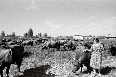 Viljandi näidissovhoosi lüpsimeister Leida Peips karjamaal.  similar photo