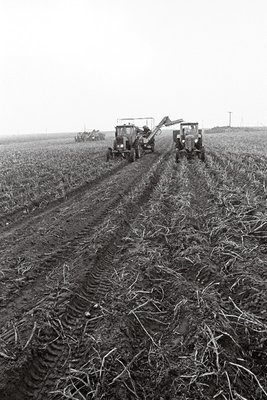 Kartulikoristus Rakvere rajooni Viru kolhoosis.